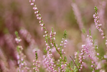 Wild Pink Forest Flowers