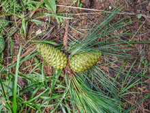 Close Up Of Immature Green Pine Cones