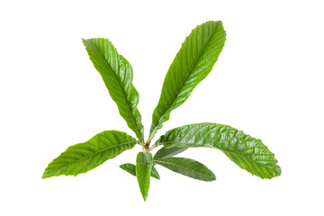 Loquat (Eriobotrya japonica) leaves isolated on a white background.