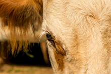 Portrait Of A Cow With Focus On The Eye