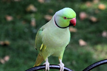 A View Of A Ring Necked Parakeet In London