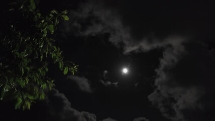 Wall Mural - night landscape of sky with clouds and full moon behind silhouette of tree branch, 4k