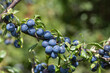 Close up of sloe berries on a blackthorn (prunus spinosa) tree