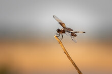 Female Widow Skimmer (Libellula Luctuosa) Dragonfly