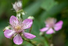 Pink Bramble (rubus Fruticosus) Flowers