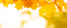Yellow Maple Leaves On A Blurred Background. Autumn Background With Maple Leaves. Creative Wallpapers. Copy Space
