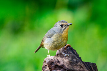 Nature wildlife bird species of Little Pied Flycatcher on perched on a tree branch found in Borneo, Sabah,Malaysia with nature wildlife background