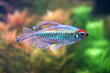 The Congo tetra fish (Phenacogrammus interruptus) is a species of fish in the African tetra family, found in the central Congo River Basin in Africa. It is commonly kept in aquaria