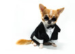 Brown male Chihuahua  in The suit on White background