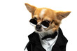 Brown male Chihuahua  in The suit on White background