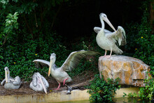 Volume Pelicans Stand On Shore In The Zoo
