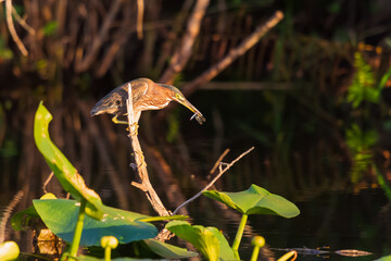 Wall Mural - Green Heron sitting on a tree branch with prey at sunset.Anhinga trail.Everglades National Park.Florida.USA