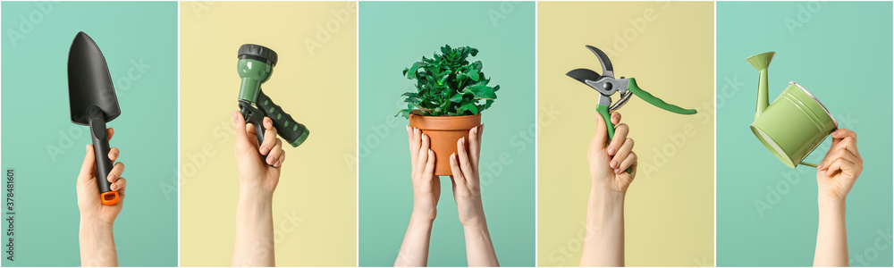 Female hands with gardening tools and houseplant on color background