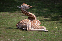 Baby Giraffe In A Zoo In Hungary