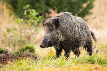 Wall Mural - Wild boar, sus scrofa, standing on meadow in autumn nature. Brown swine looking on grass field in fall. Big furry mammal watching on grassland in colorful season.