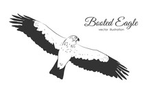 Vector Hand Drawn Booted Eagle In Fly On White Background.