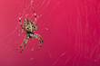 Araneus Diadematus, pająk krzyżak na różowym tle.