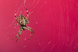 Fototapeta  - Araneus Diadematus, pająk krzyżak na różowym tle.