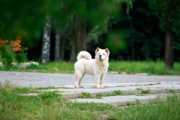 Wall Mural - Dog breed chow chow