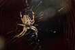 Araneus Diadematus, pająk krzyżak.