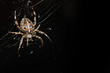 Fototapeta  - Araneus Diadematus, pająk krzyżak.