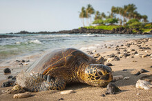 Green Turlte In Hawaii, Portrait Of Turtles Is Sleeping On The Beach 