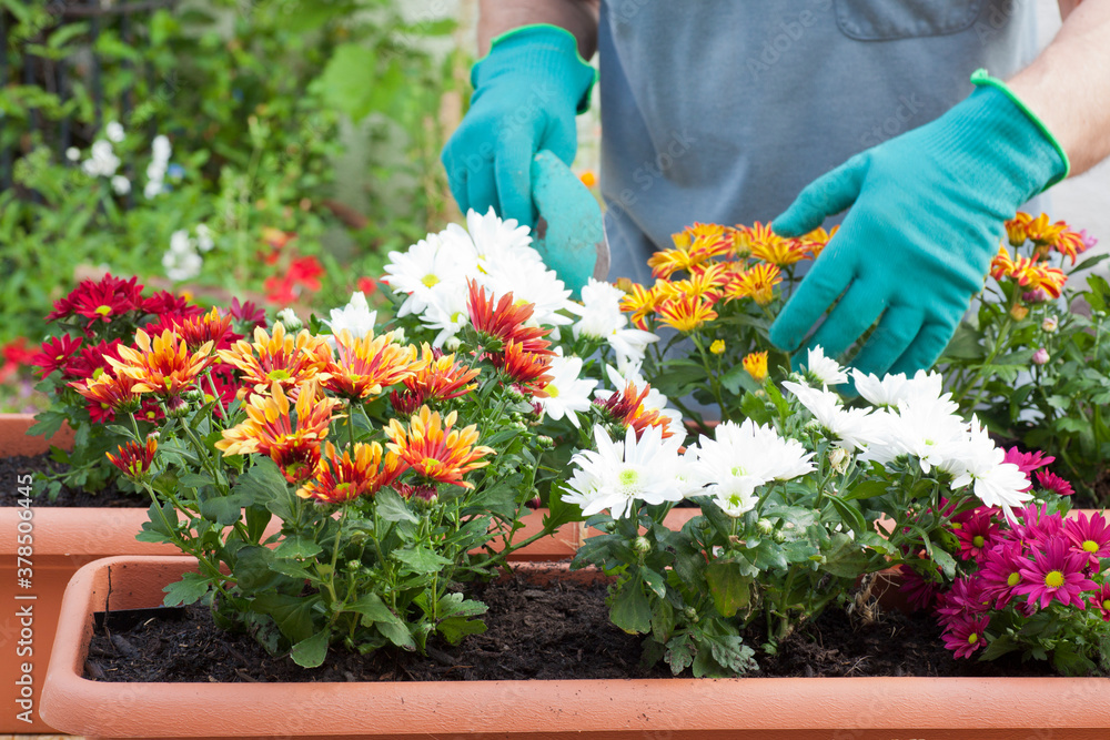 Hands of gardener potting flowers in greenhouse or garden - obrazy, fototapety, plakaty 