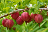 red gooseberry on a branch on green leaves background close up