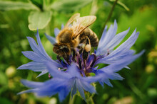 Close Up Bumblebee Pollinating Blue Cornflower
