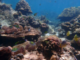 Fototapeta Do akwarium - Coral reef with fish at Lipe Island, Andaman Sea, Indian Ocean, Thailand,