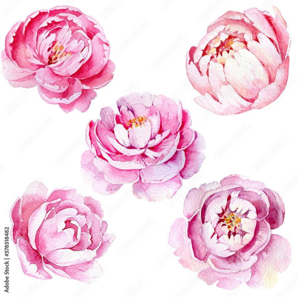 Watercolor hand painted pink peonies Stock Illustration | Adobe Stock