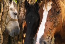 Image Of Horses At Odransko Polje With Flies During Summer, Croatia.