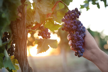 Wall Mural - Woman picking grapes in vineyard on sunset, closeup