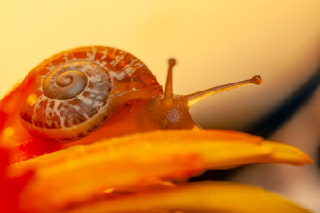 Close up  beautiful Snail in the garden