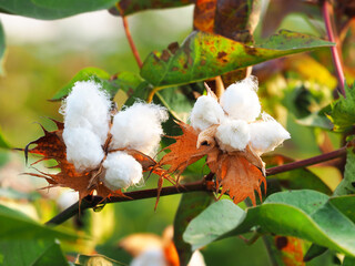 Two flowers of cotton on blurred background