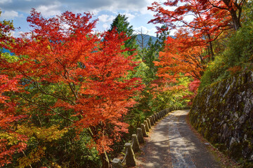 吉野山の紅葉