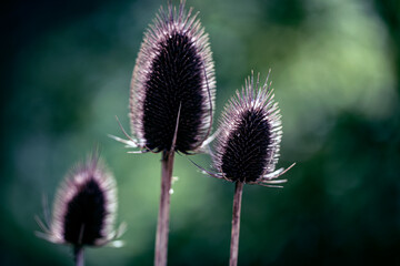 Sticker - thistle in the summer, nacka, stockholm, sweden, sverige