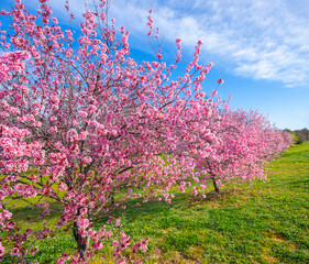 Japanese Flowering Cherry Blossom Prunus Serrulata pink flowering tree in Canberra, Australia at Spring time 