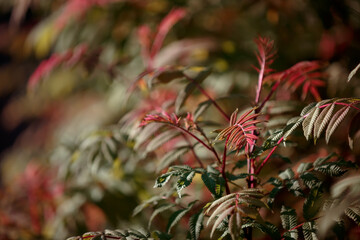 Red ribbed leaves on a red branch of a shrub close-up. Lush Bush with foliage. Blurred red-green natural background, bokeh. Selective focus. Autumn in the Park