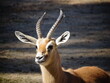 © Adri - Pequeño antilope