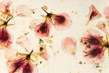 Old Paper And Dried Flowers