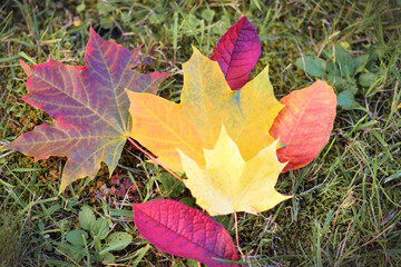 bright red and yellow autumn leaves on grass background