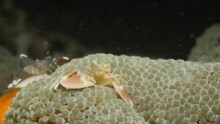 Spiny Porcelain Crab Is Staying On An Anemone