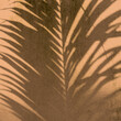 Beżowo żółte tło, cień palmy tropikalnej.
