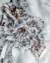 Wall Mural - Branches with yellow leaves covered with frost needles. Natural winter look. Frosty patterns of frost on the leaves. 