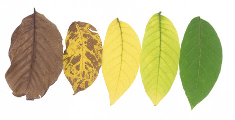 Sticker - collection of colorful yellow autumn leaf isolated on white background