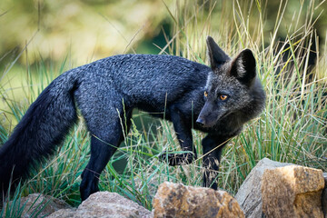 silver fox morning pose