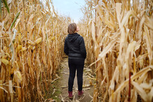 Young Woman Having Fun On Pumpkin Fair At Autumn. Person Walking Among The Dried Corn Stalks In A Corn Maze.