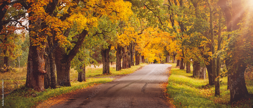 old asphalt road with beautiful trees in autumn - obrazy, fototapety, plakaty 
