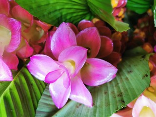 Assorted flowers (Siam flowers or Pathum Ma) pink, purple, white, multi-layered petals arranged in a long bouquet, very beautiful, the leaves are long green.